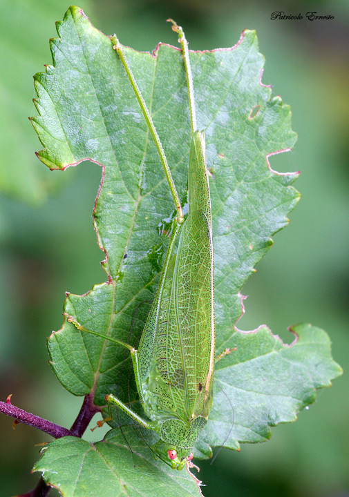 Phaneroptera nana e Leptophyes laticauda